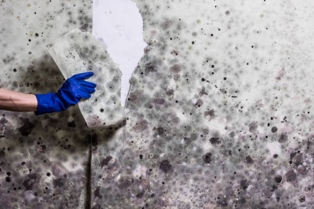 Professional Mold Removal in Onset, MA